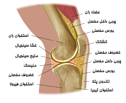Image result for ‫درد زانو‬‎