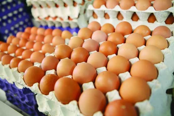 تخم مرغ رسمی سرشار از پروتئین