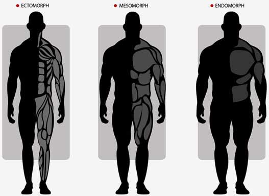 A variety of body types