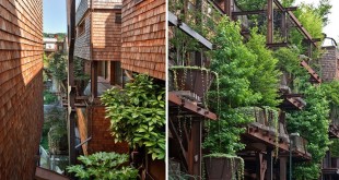 خانه سبز با گیاهان آپارتمانی | سلامت دات لایف راهنمای زندگی سالم