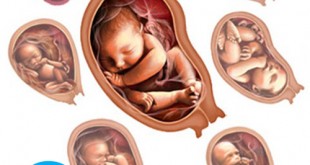 تشکیل پانکراس جنین | سلامت دات لایف راهنمای زندگی سالم