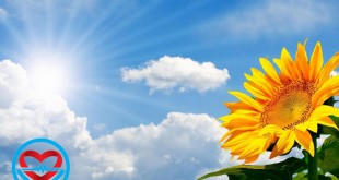 گل آفتابگردان | سلامت دات لایف راهنمای زندگی سالم