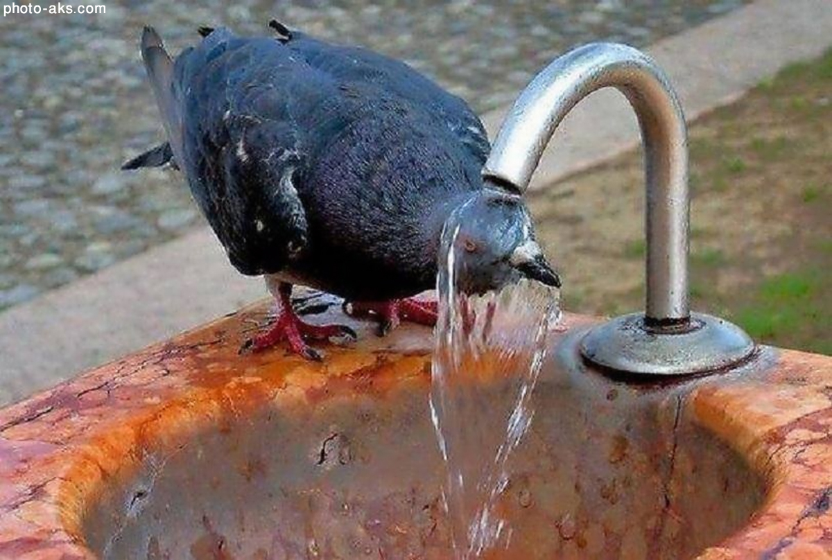 حمام کبوتر