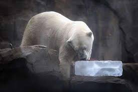 خنک کردن خرس قطبی با یخ