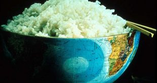 برنج آبکش و کته ای